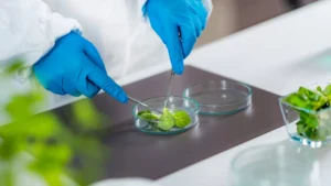 La biologie de synthèse a d’abord consisté à des hybridations de plantes.