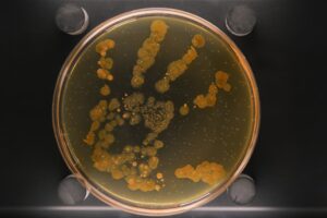 Maîtriser le métabolisme bactérien est fondamental dans le domaine des biotechnologies